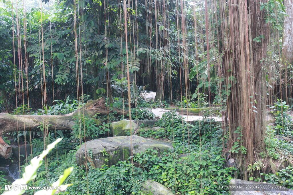 静谧森林中的自然景观