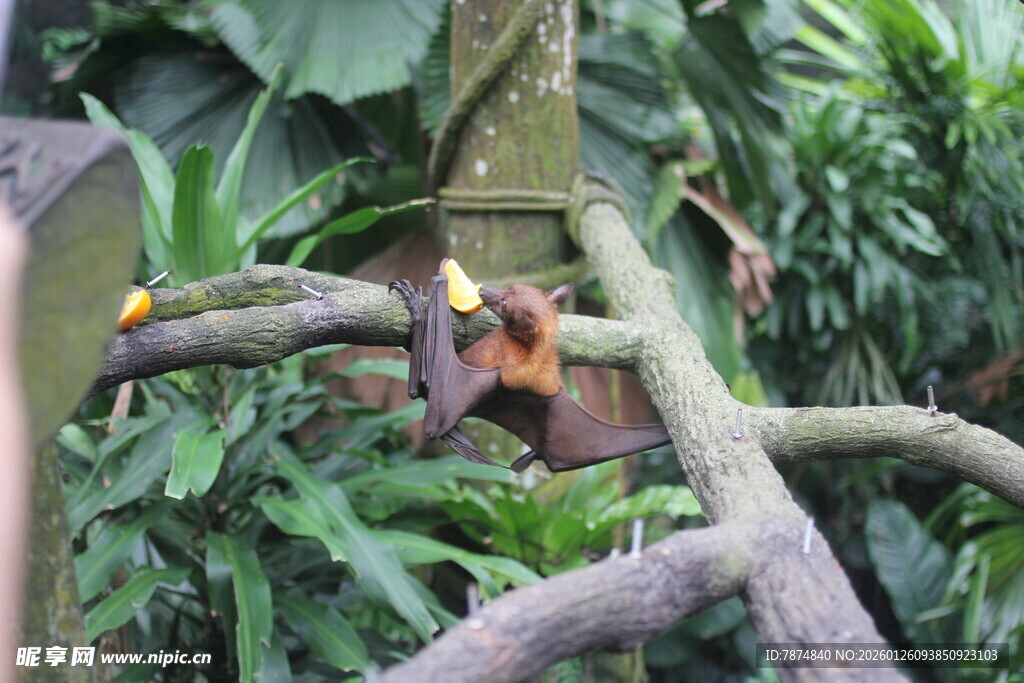 丛林中的彩色机械装置
