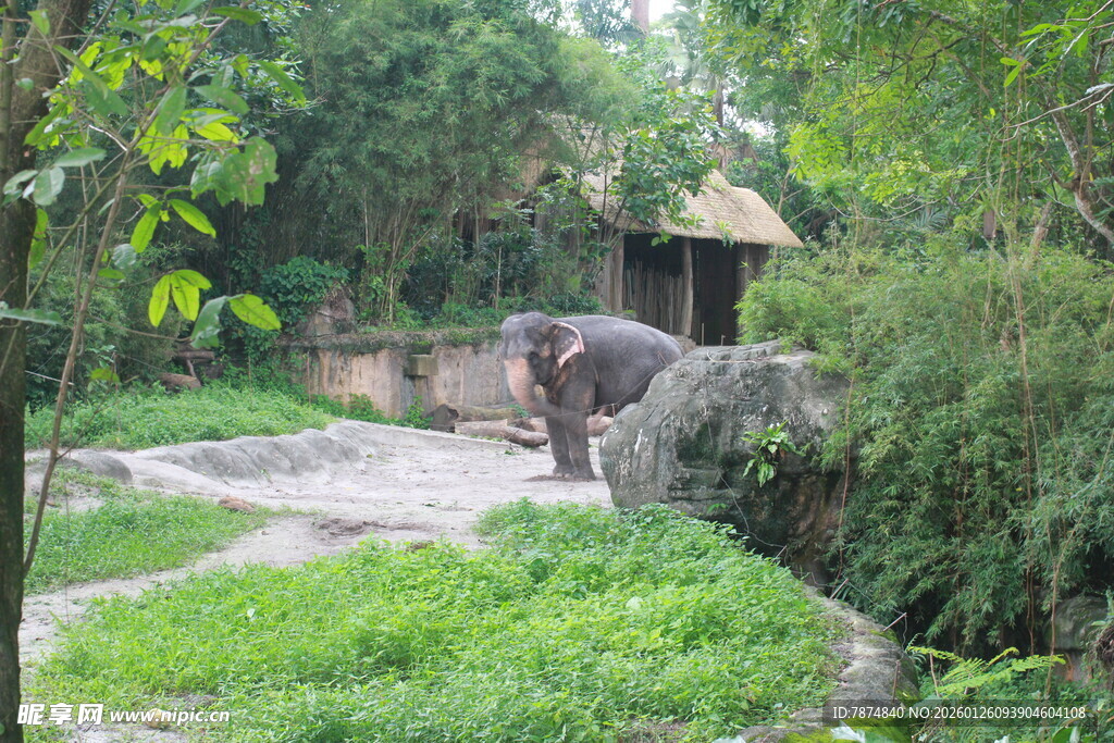 动物园中的大象栖息场景