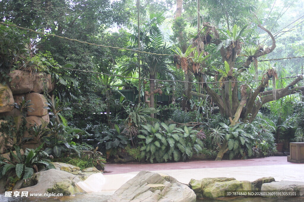 繁茂绿植环绕的自然小径