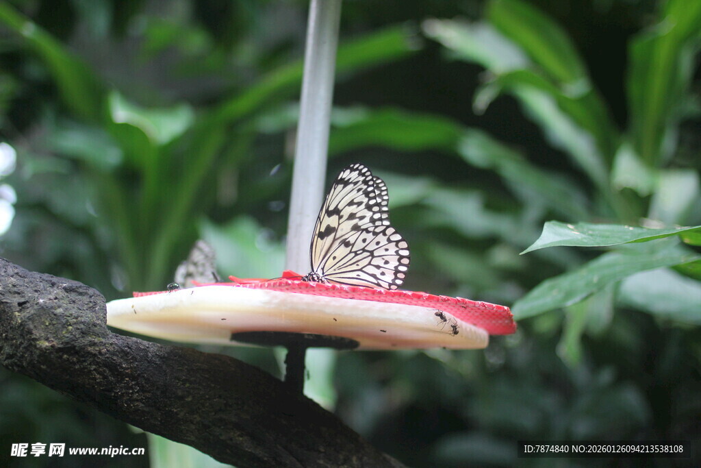 树枝上的蝴蝶与水果