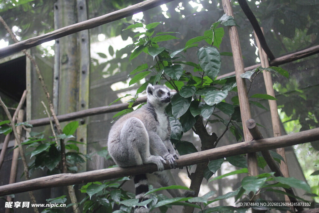 环尾狐猴栖息于繁茂树枝间