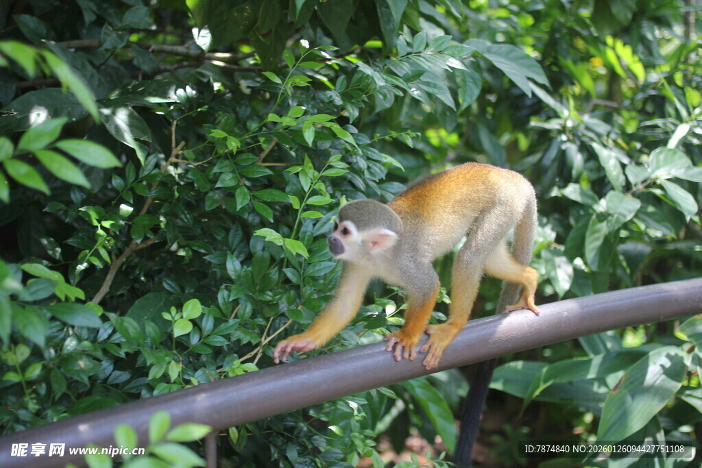 金狮狨猴在林间金属杆上