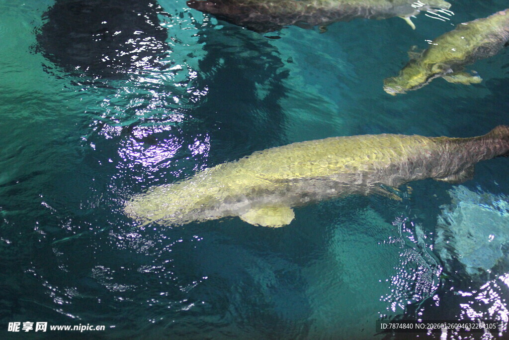 水中游动的金色大鱼