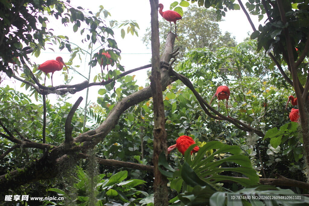 树上挂着鲜艳的红色果实