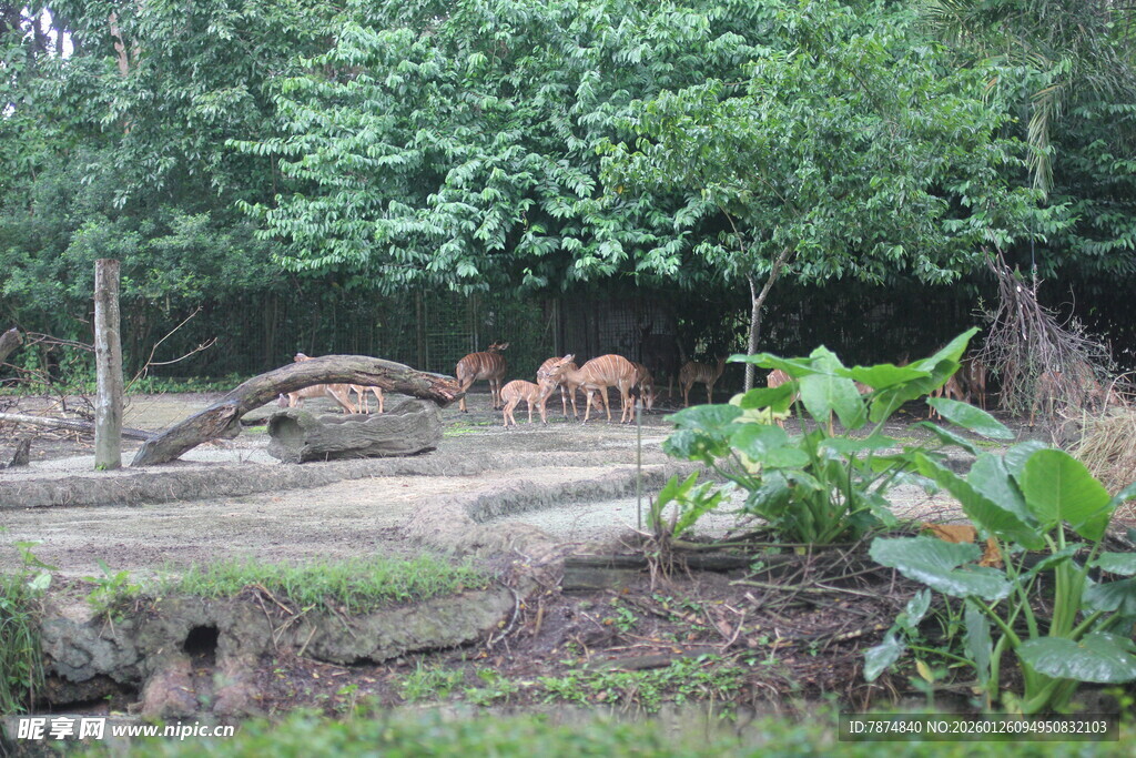 动物园中的鹿群与绿植