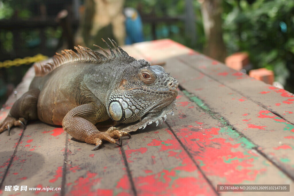 木台上休憩的绿鬣蜥