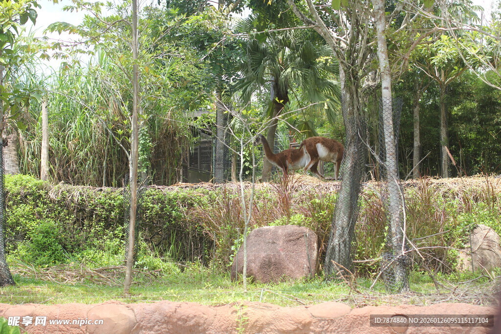 林间小鹿 自然静谧之景