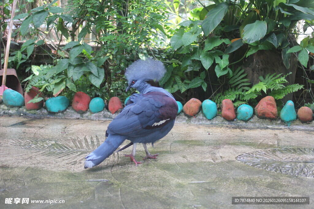 蓝鸟于多彩球旁的自然场景