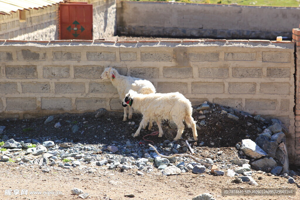 墙边站立的两只小羊羔
