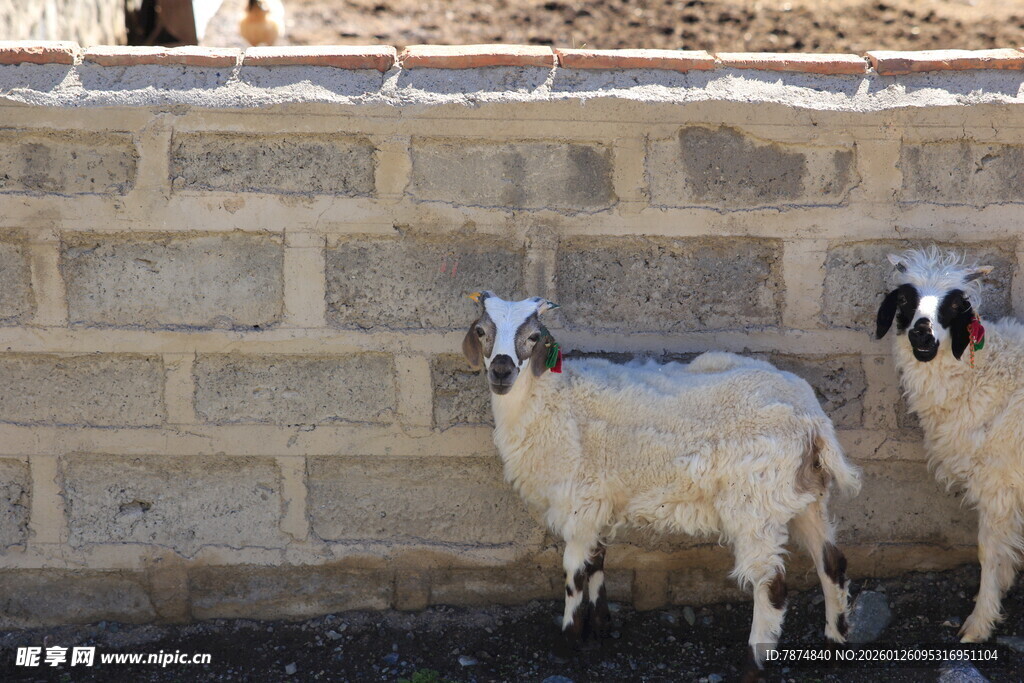墙边站立的两只小羊