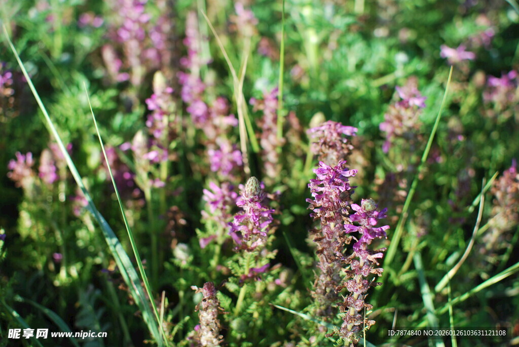紫色野花绽放于草丛间