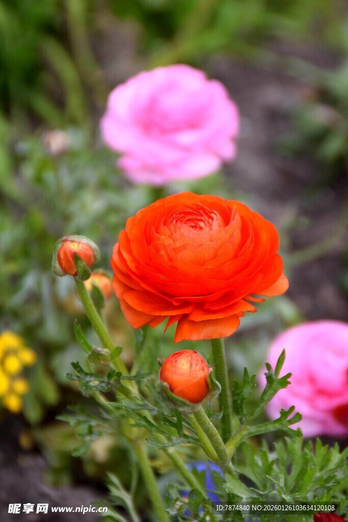娇艳花毛茛绽放于绿野