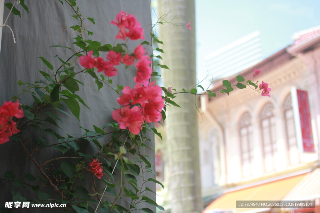 墙边绽放的艳丽三角梅