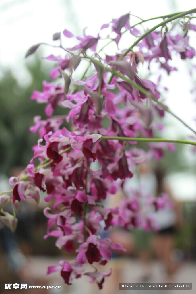 粉色烂漫兰花垂枝绽放