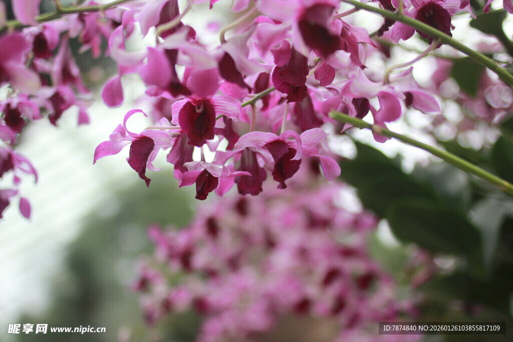 娇艳粉色兰花绽放枝头