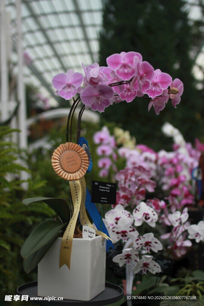 获奖兰花绽放温室