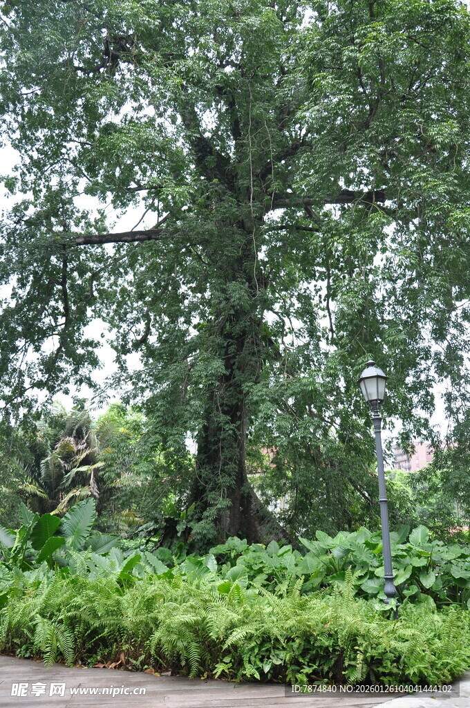 古老大树与繁茂绿植景观