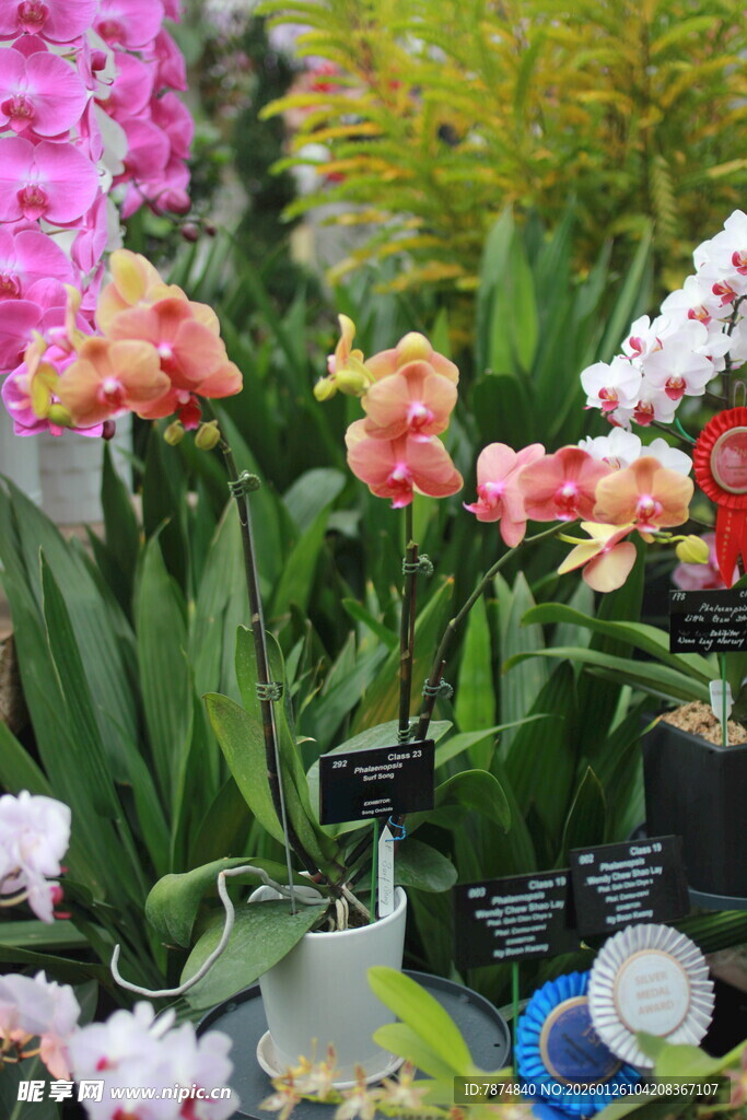 多彩兰花绽放于绿植间