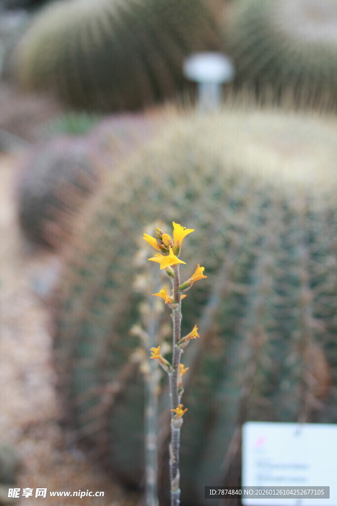 开花的仙人掌特写