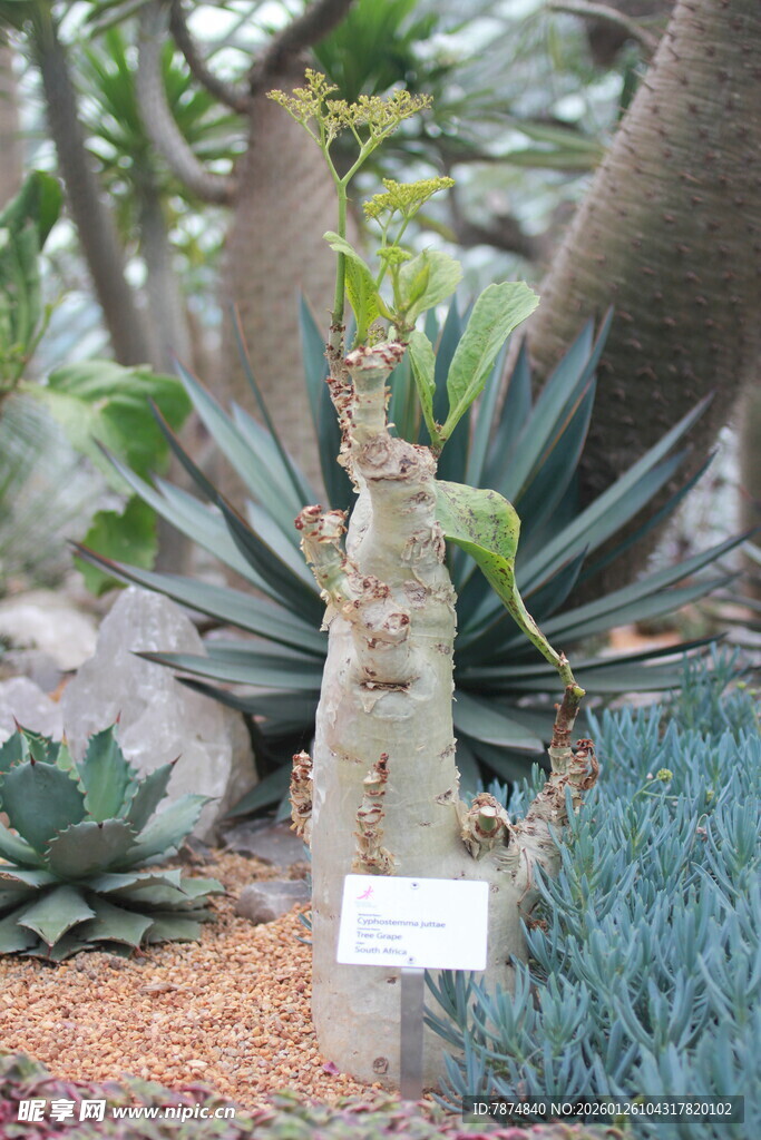 独特多肉植物展示