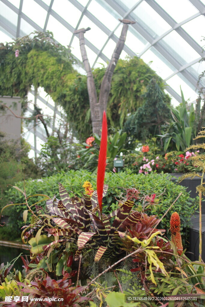 温室中的多彩奇异植物