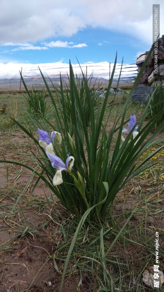野外绽放的紫色鸢尾花