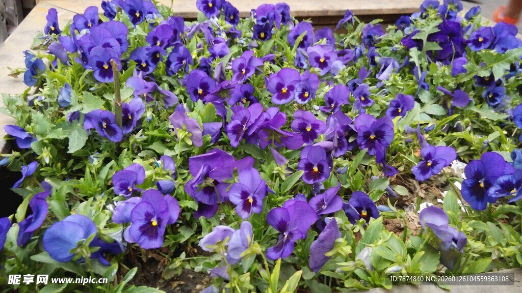 紫色三色堇花卉特写