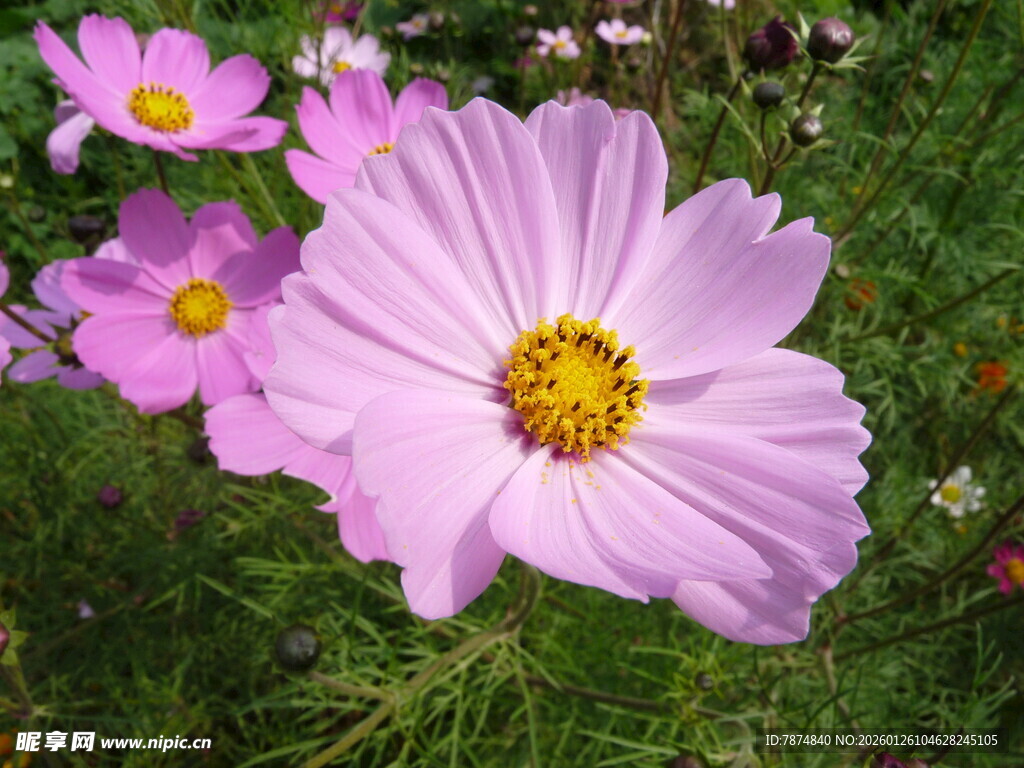 美丽波斯菊绽放于草地