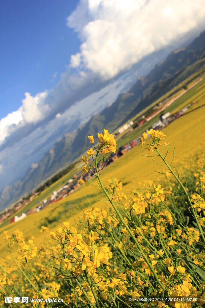 金黄花海映衬壮美山峦