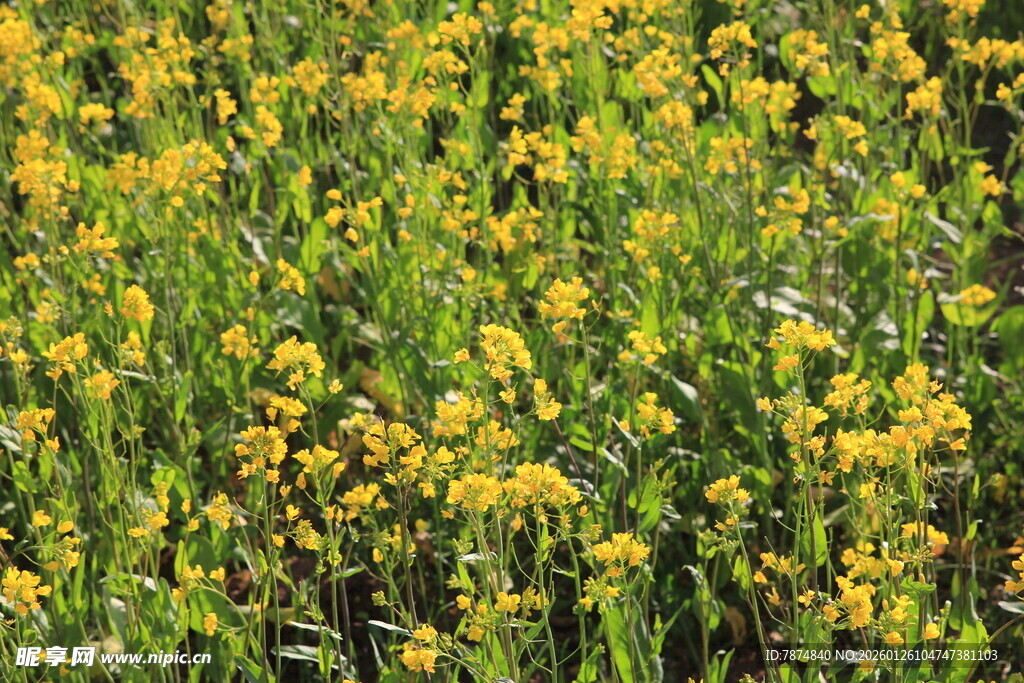 金黄灿烂的野花盛放景象