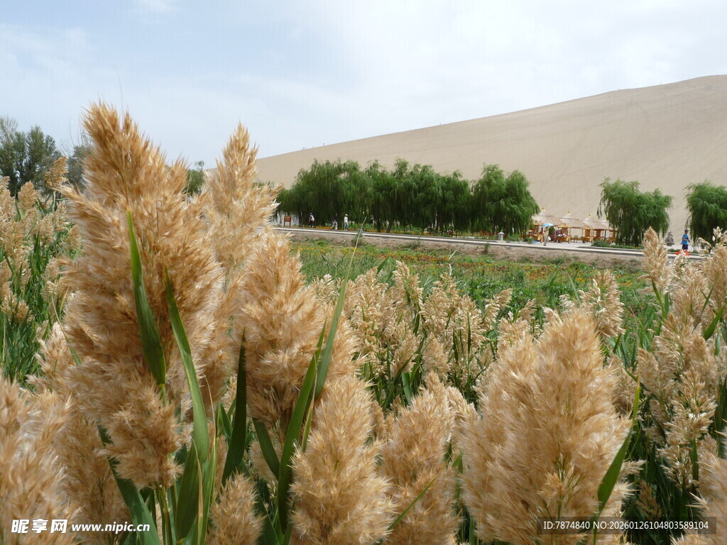 沙漠旁的金黄芦苇景观