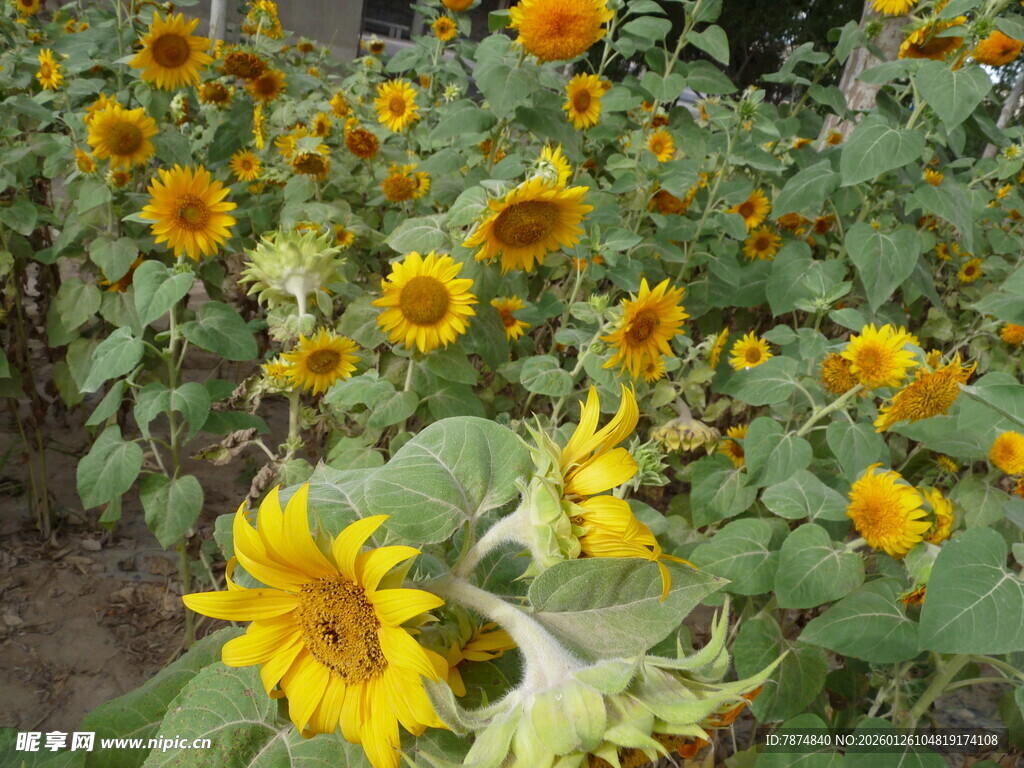 向日葵花田绽放美景