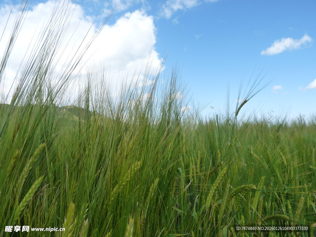 蓝天绿野中的蓬勃麦田