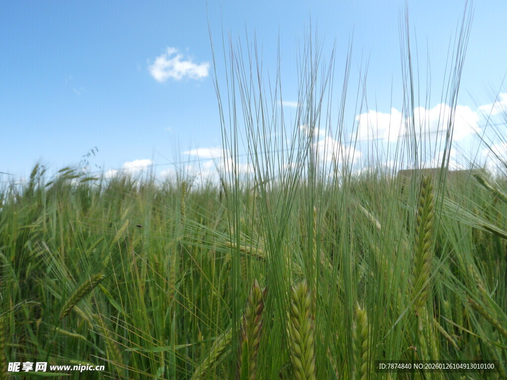 蓝天绿野中的蓬勃麦田