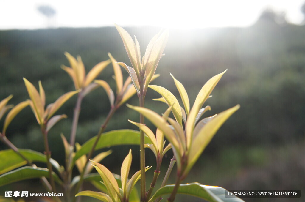 阳光下的嫩绿新茶枝叶
