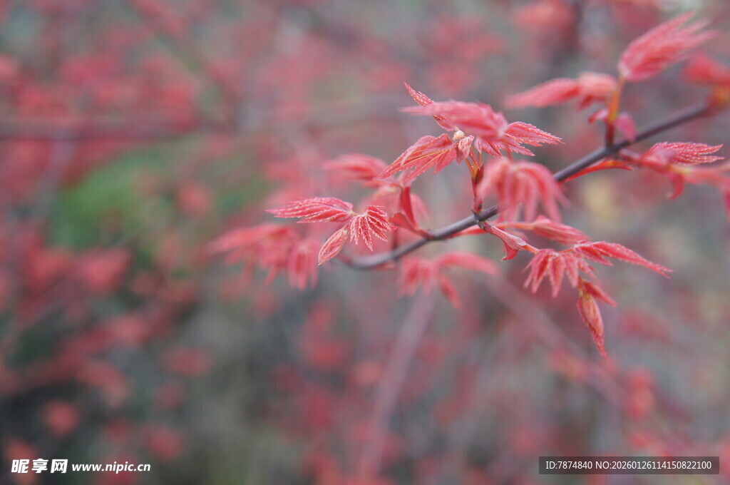 红枫叶枝特写