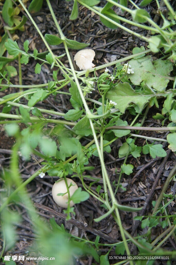 草丛中的白色蘑菇