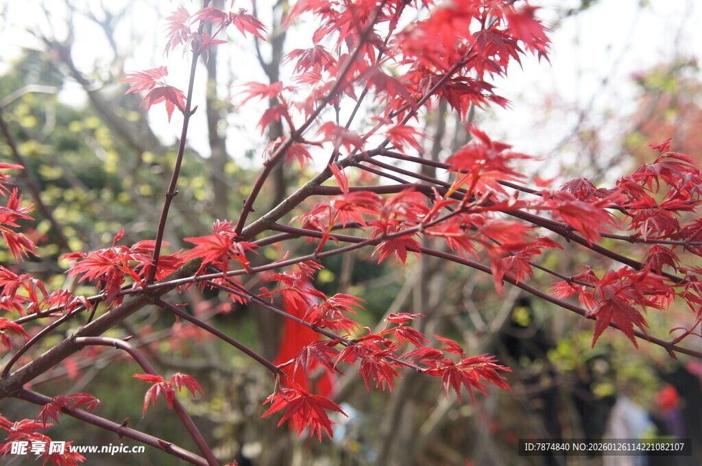 红枫枝头艳 尽显自然美