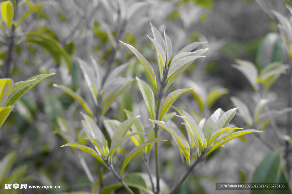 银灰绿叶植物特写