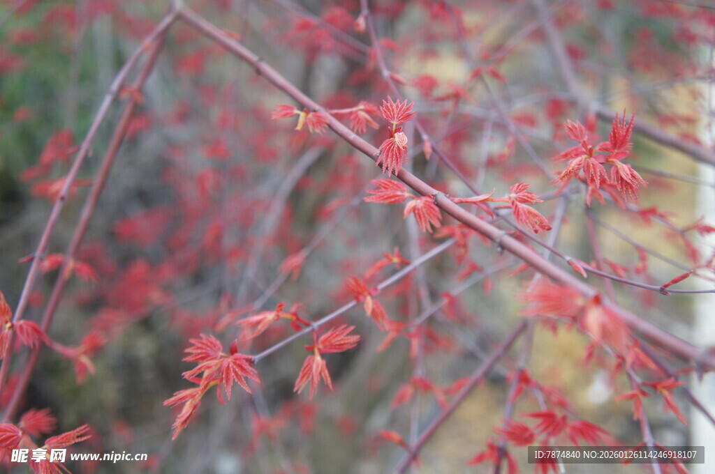 红枫叶树枝特写