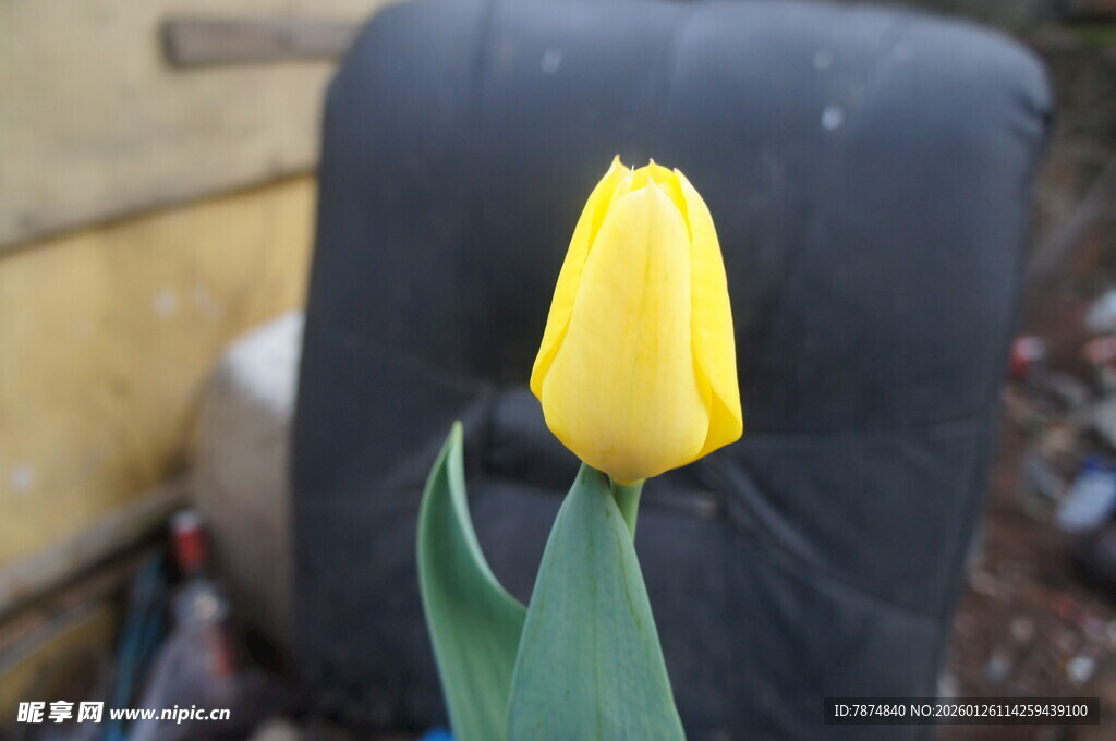 黄色单支郁金香特写