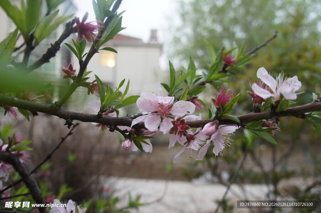 枝头绽放的粉嫩桃花