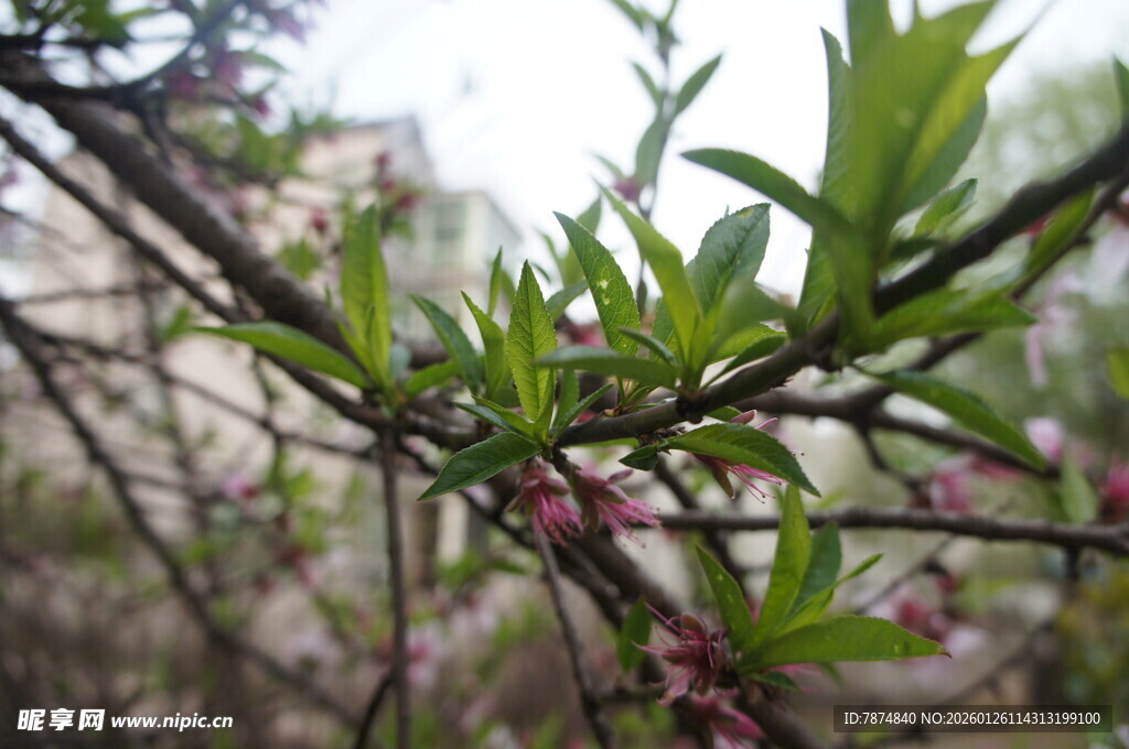 枝头新绿伴粉花初绽