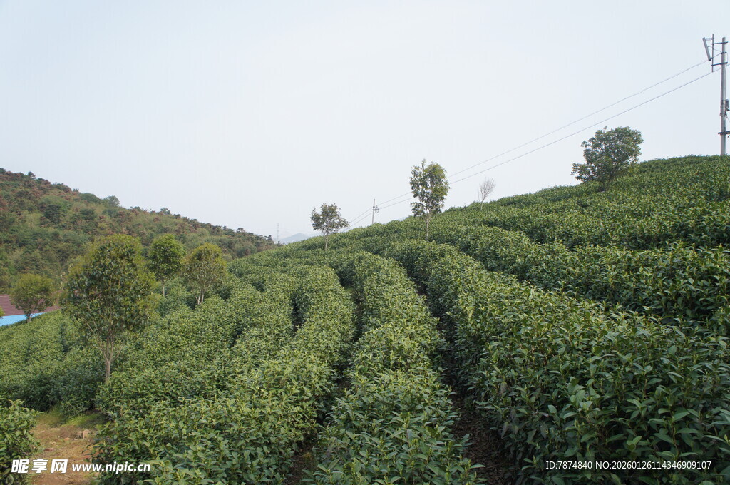 翠绿梯田式茶园美景