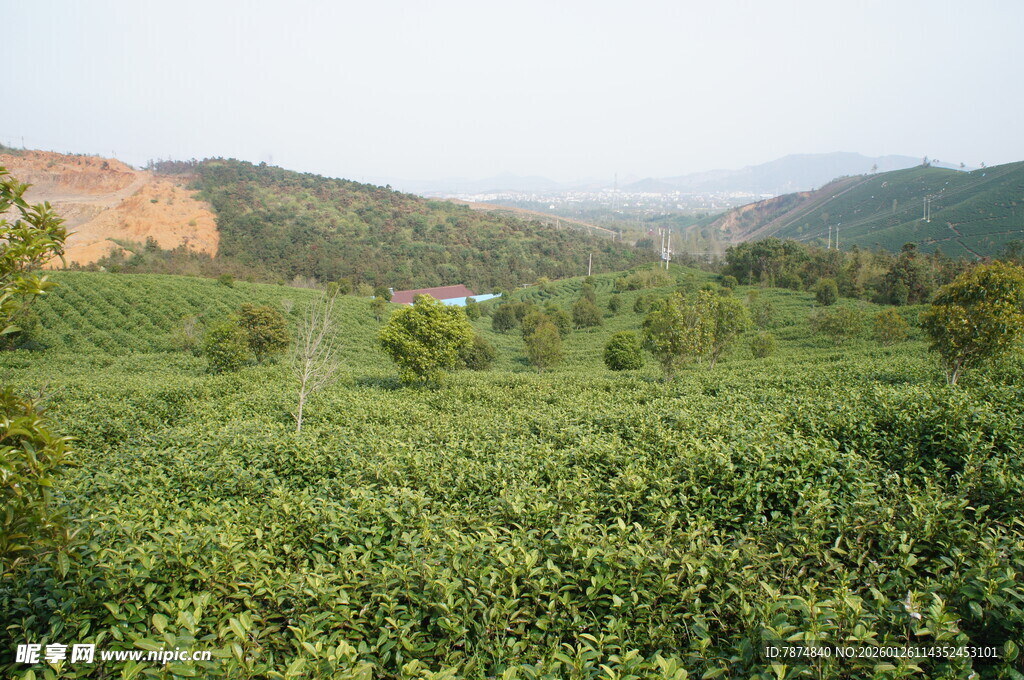 绿意盎然的田园风光