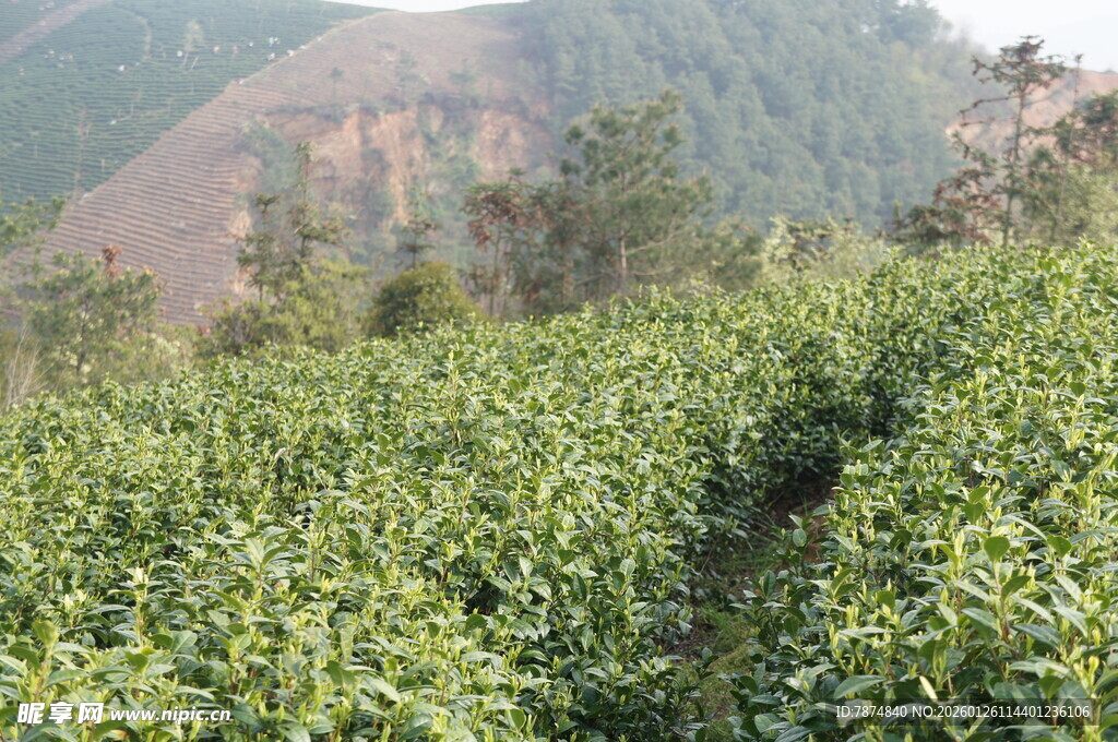 山间绿意盎然的茶园景色