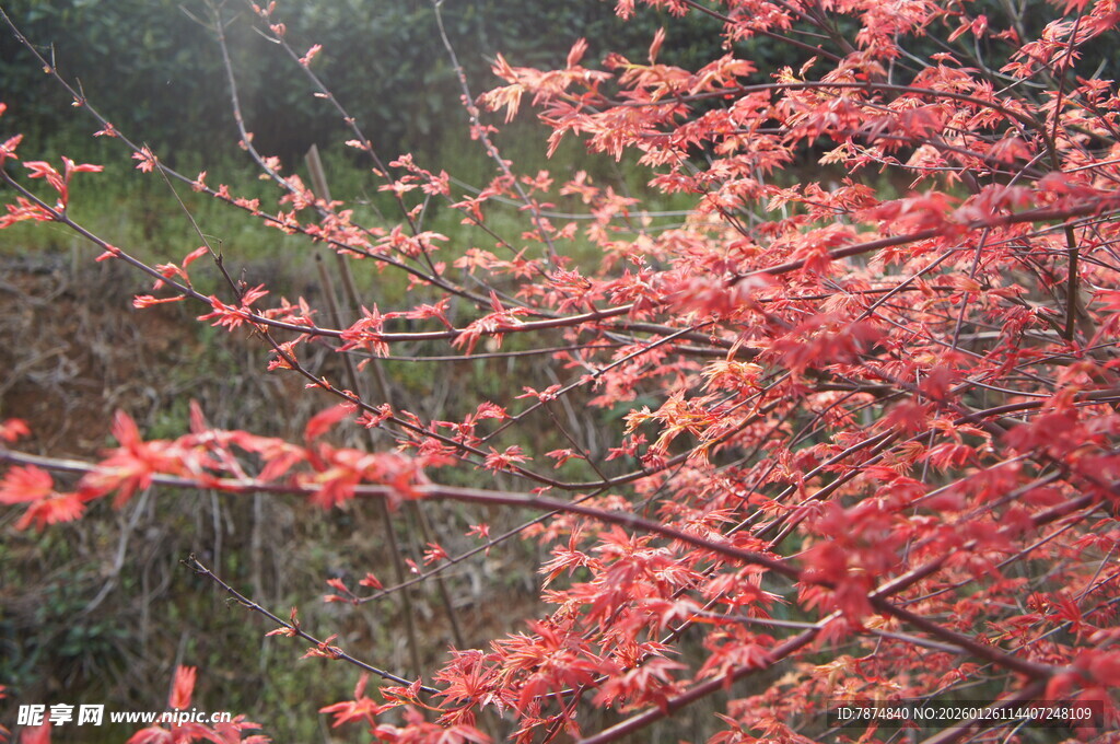 枝头红枫绽放艳丽色彩