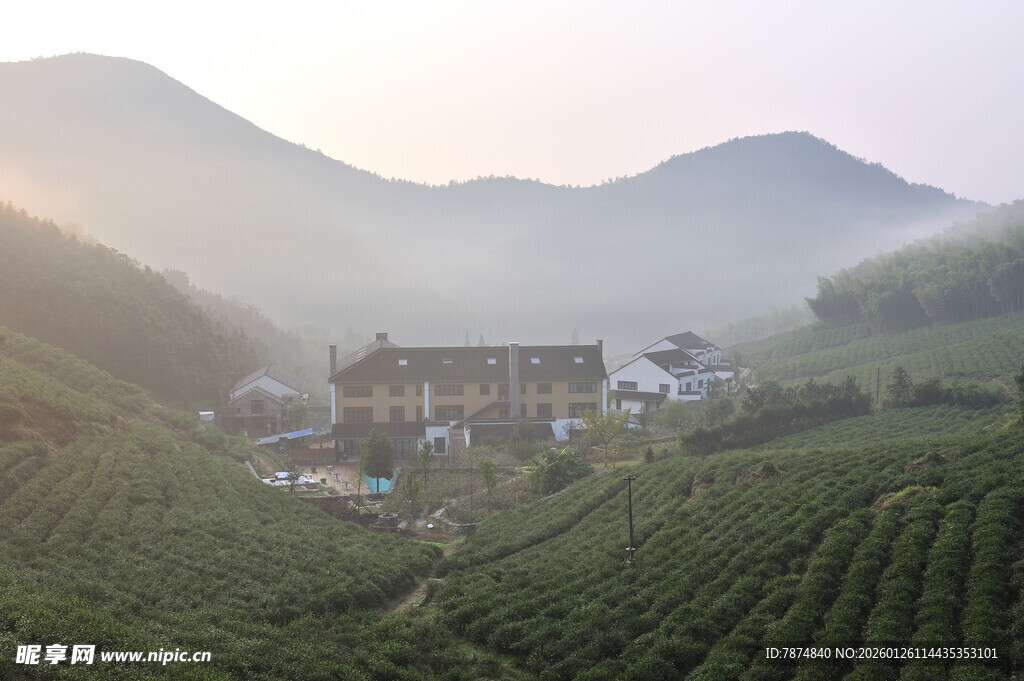 茶园山间茶园村落晨景