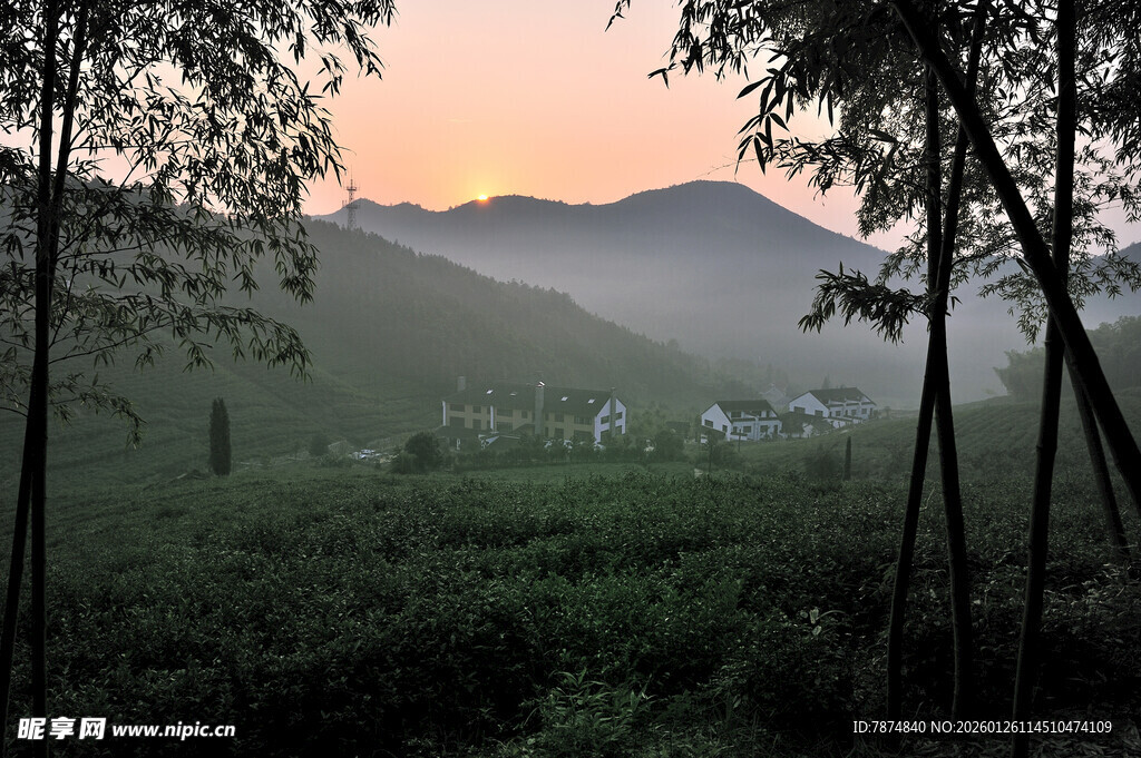 茶园山林晨景 雾霭中的静谧风光